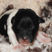 Chiots fox terrier à poil lisse lof disponibles #0