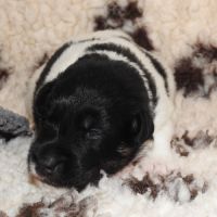 Chiots  femelle fox terrier  poil lisse lof #1