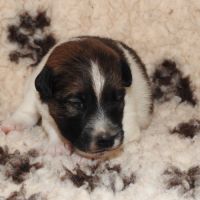 Chiots  femelle fox terrier  poil lisse lof