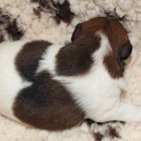 Chiots  femelle fox terrier  poil lisse lof #6