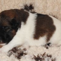 Chiots  femelle fox terrier  poil lisse lof #7
