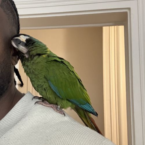 Ara à collier jaune, 10 mois, cherche foyer #2