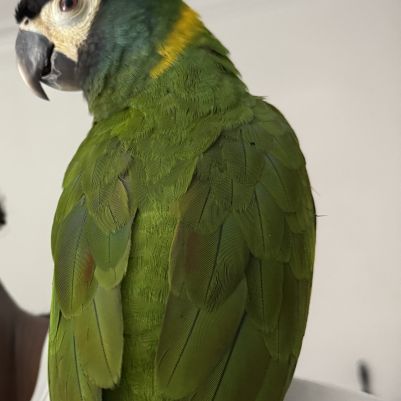 Ara à collier jaune, 10 mois, cherche foyer #5