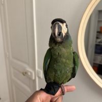 Ara à collier jaune, 10 mois, cherche foyer #1