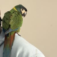 Ara à collier jaune, 10 mois, cherche foyer #0