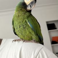 Ara à collier jaune, 10 mois, cherche foyer #4