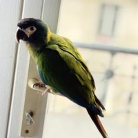 Ara à collier jaune, 10 mois, cherche foyer #6