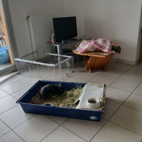 Chonchon, lapin nain à tête de lion, stérilisé