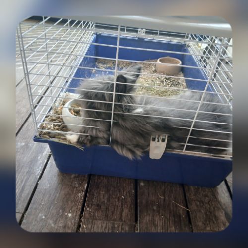 Pomponnette, lapin nain à tête de lion, angora