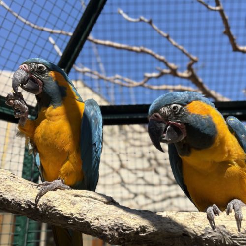 Couple ara glaucogularis #0