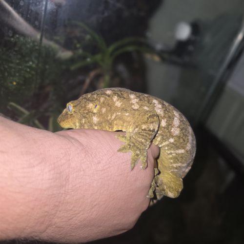 Geckos géant de nouvelle calédonie #1