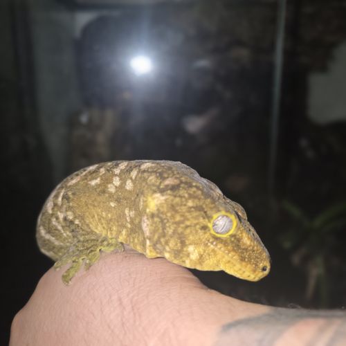 Geckos géant de nouvelle calédonie #3
