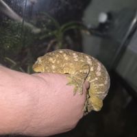 Geckos géant de nouvelle calédonie #1