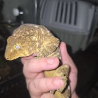 Geckos géant de nouvelle calédonie