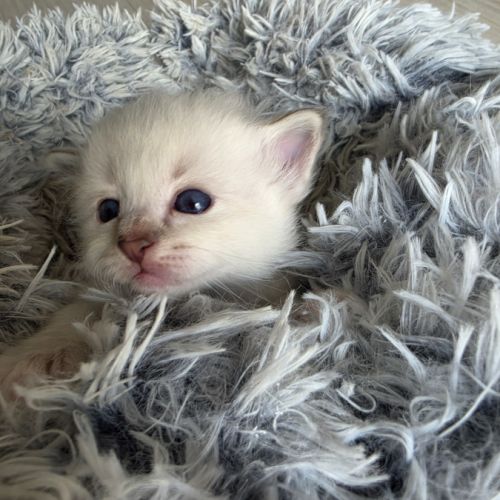 Chaton sacré de birmanie loof #1