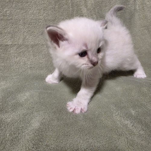 Chaton sacré de birmanie loof #2