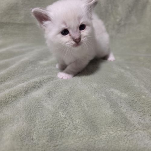 Chaton sacré de birmanie loof #3