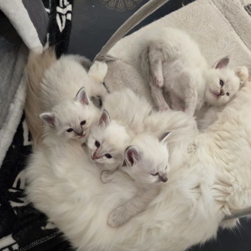 Chaton sacré de birmanie loof #0