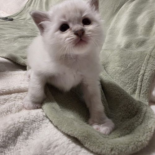 Chaton sacré de birmanie loof #5