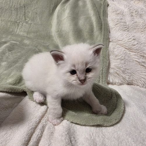 Chaton sacré de birmanie loof #7