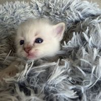 Chaton sacré de birmanie loof #1