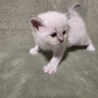 Chaton sacré de birmanie loof #2