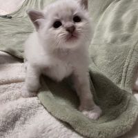 Chaton sacré de birmanie loof #5