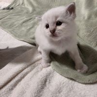 Chaton sacré de birmanie loof #6