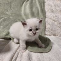 Chaton sacré de birmanie loof #7