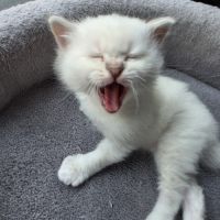 Chaton sacré de birmanie loof #8