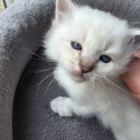 Chaton sacré de birmanie loof #9