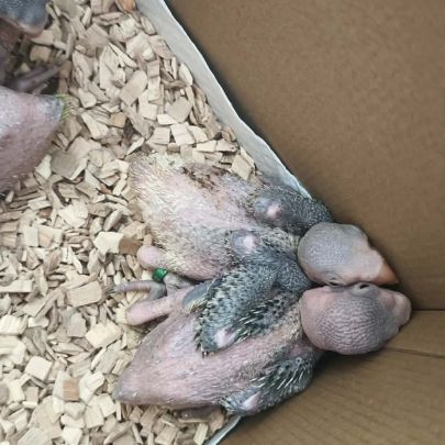 Bébé grand alexandre #0