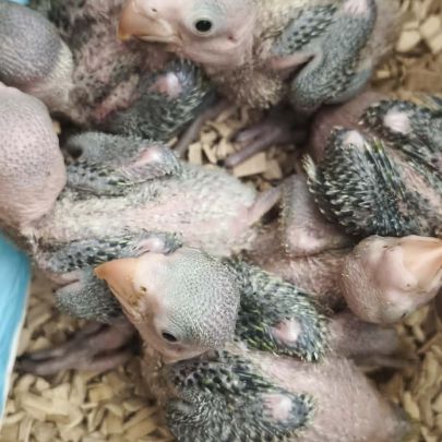 Bébé grand alexandre #2