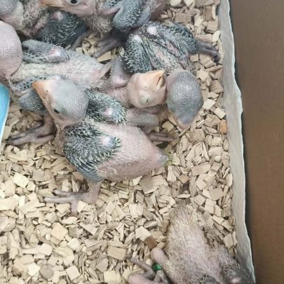 Bébé grand alexandre #3