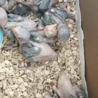 Bébé grand alexandre #3