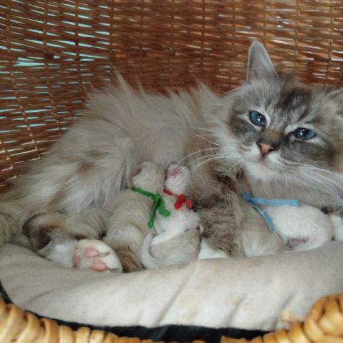 Chaton sacrée de birmanie à réserver #1