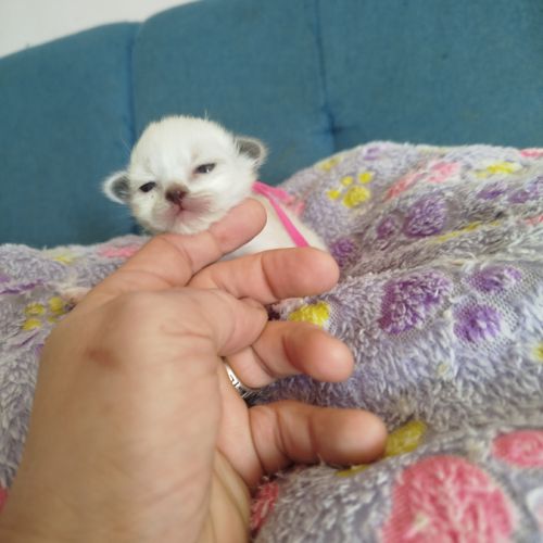 Chaton sacrée de birmanie à réserver #4