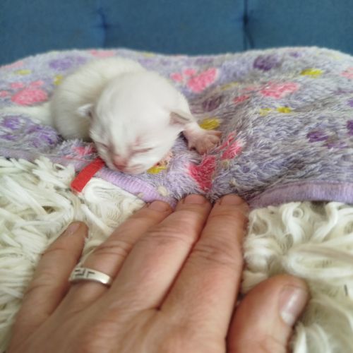 Chaton sacrée de birmanie à réserver #7