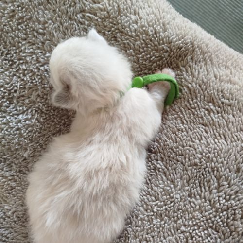 Chaton sacrée de birmanie à réserver #8