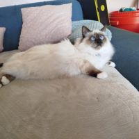 Chaton sacrée de birmanie à réserver #2