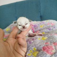 Chaton sacrée de birmanie à réserver #3