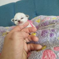 Chaton sacrée de birmanie à réserver #4