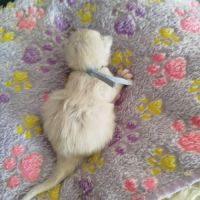 Chaton sacrée de birmanie à réserver #5