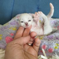 Chaton sacrée de birmanie à réserver #6