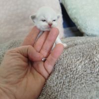 Chaton sacrée de birmanie à réserver #9