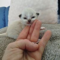Chaton sacrée de birmanie à réserver