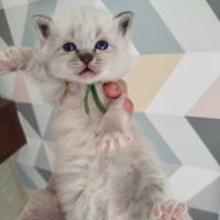 Chaton sacrée de birmanie à réserver
