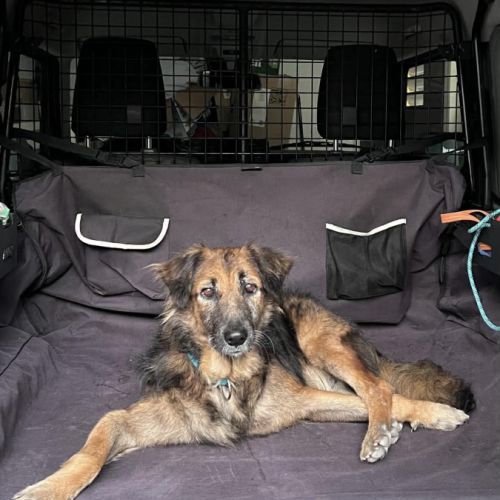 Bobby, le timide #10