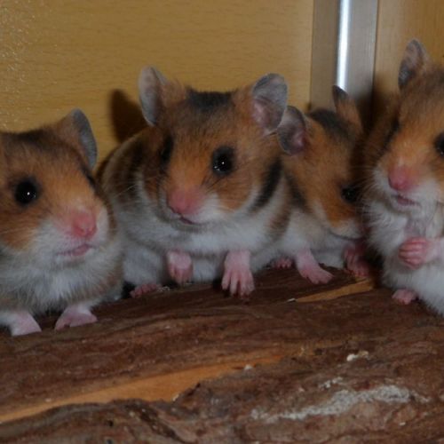 Bébés hamsters syriens
