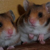 Bébés hamsters syriens #1